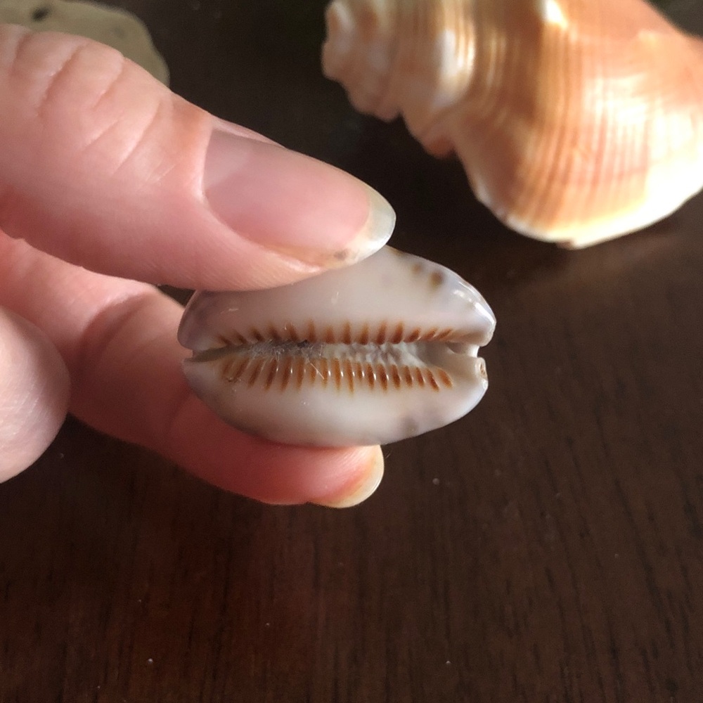 👶🏻 Assorted Seashell Collection - Picture 4 of 15